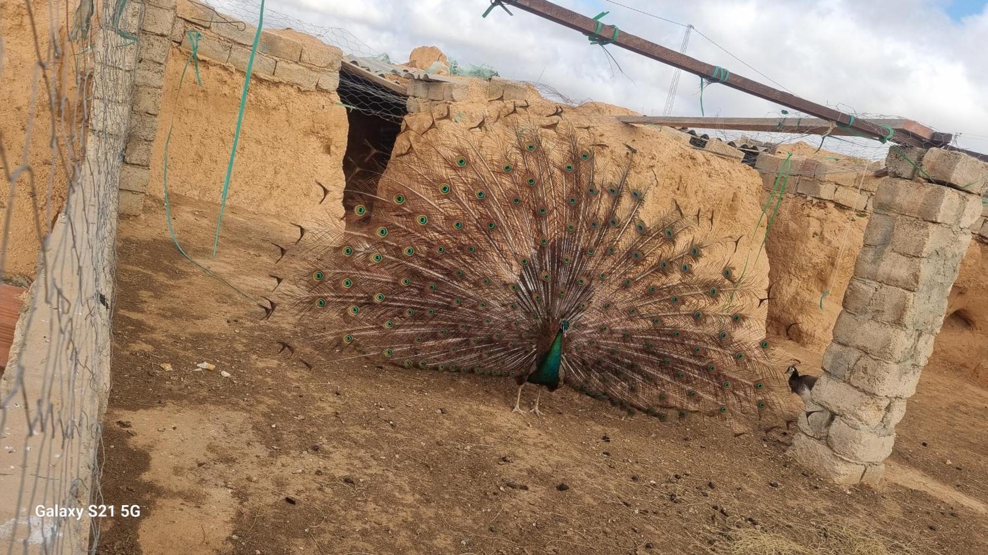 Maison D'Hote Dar Massouada Toujane Esterno foto