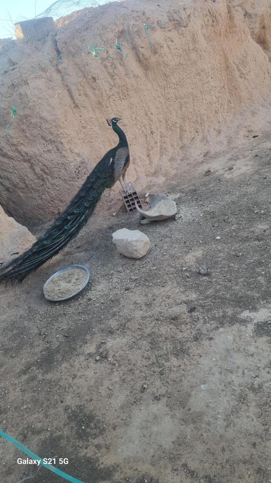 Maison D'Hote Dar Massouada Toujane Esterno foto